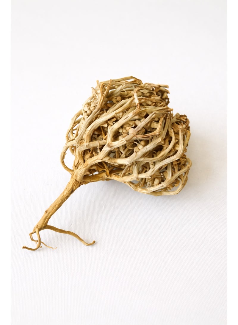 Nicense Chajarat Mariam (Maryam Flower) – Anastatica hierochuntica | Rose of Jericho Resurrection Plant | Traditionally Used for Fertility & Pregnancy Practices - Image 1